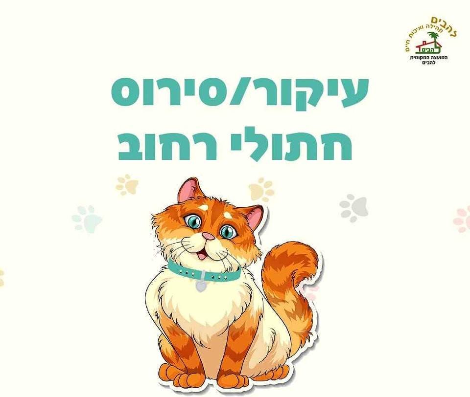עיקור וסירוס חתולי רחוב