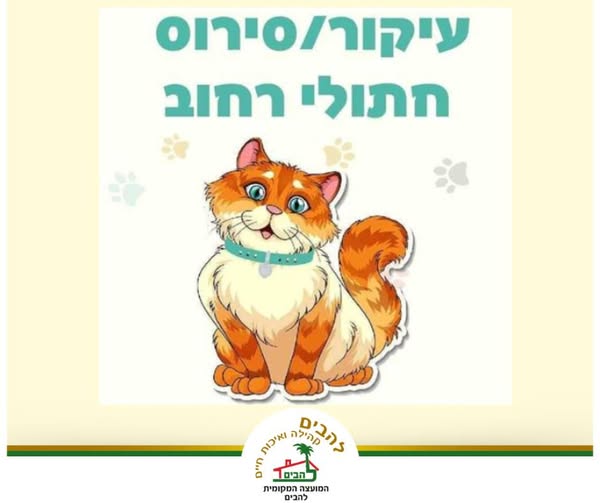 עיקור סירוס חתולי רחוב