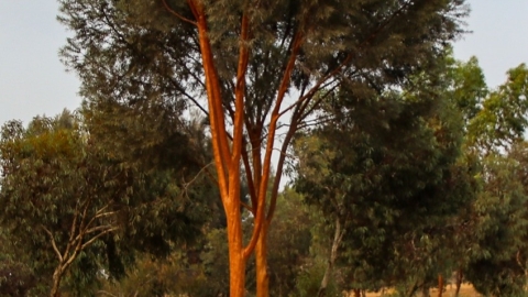 עצים ביער להבים.jpg